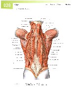 Sobotta  Atlas of Human Anatomy  Trunk, Viscera,Lower Limb Volume2 2006, page 35